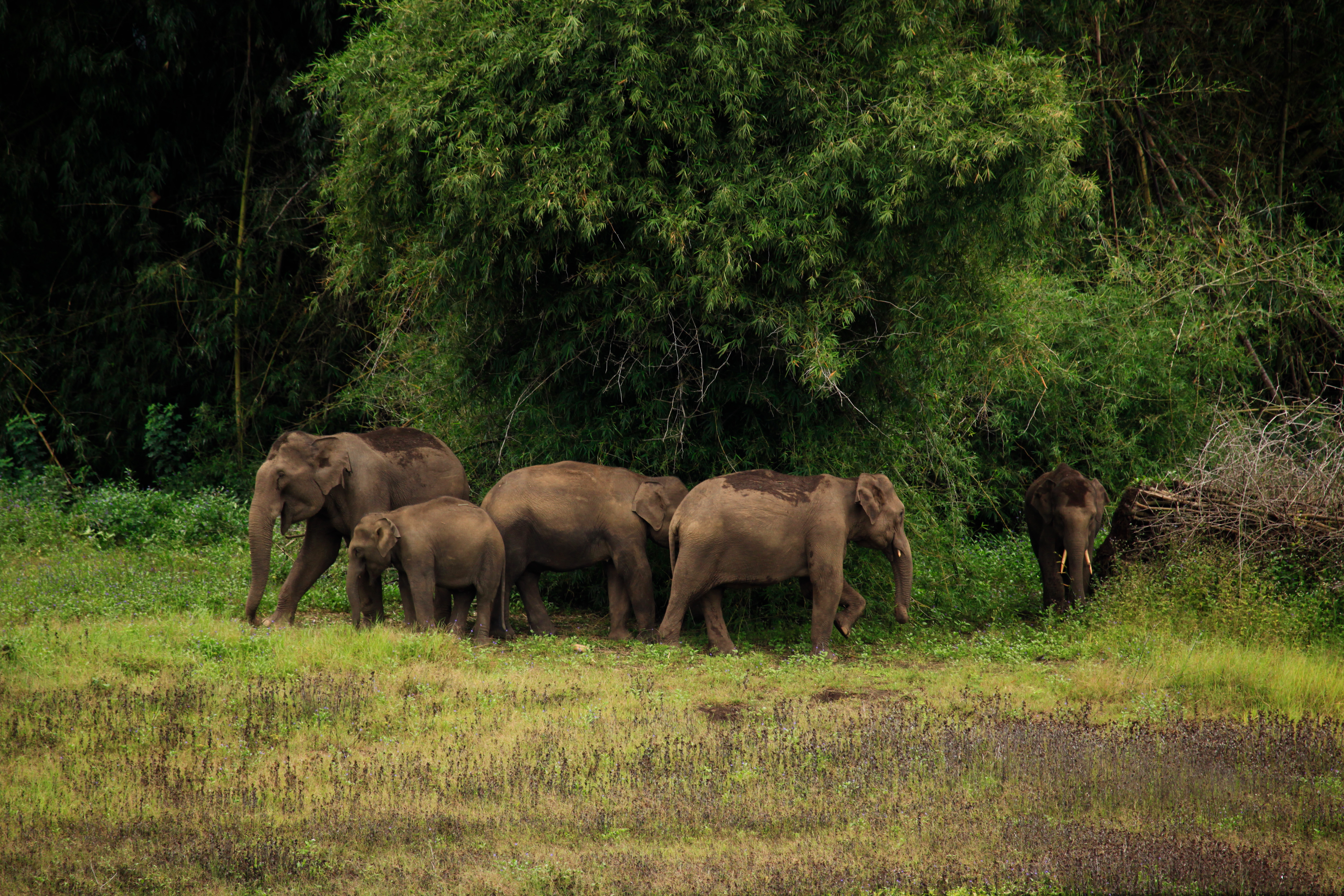 Tholpetty Wildlife Sanctuary Wayanad