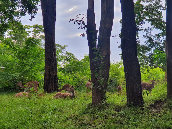 Muthanga Wildlife Sanctuary Wayanad view