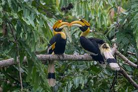 Pakshipathalam Bird Sanctuary Wayanad is a unique and interesting tourist destination