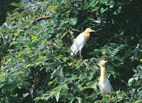 Pakshipathalam Bird Sanctuary Wayanad attractions