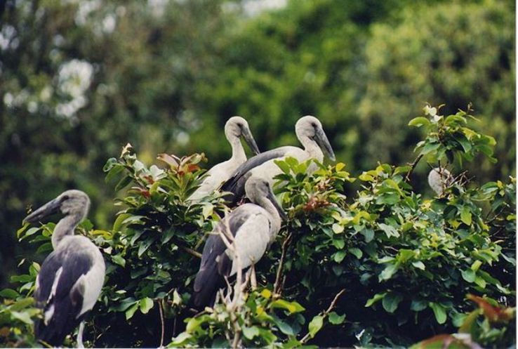 Pakshipathalam Bird Sanctuary Wayanad history